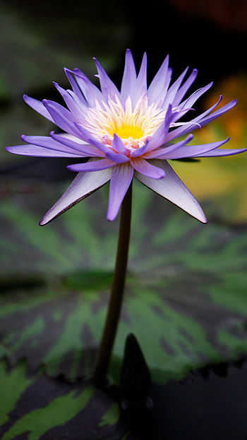 Water Lily, Purple, Flower HD phone wallpaper