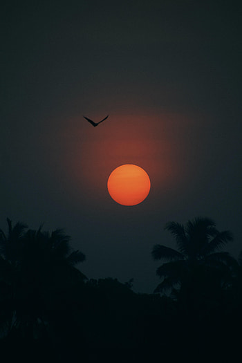 Sun, Twilight, Palms, Dark, Silhouette, Bird, Dusk HD phone wallpaper