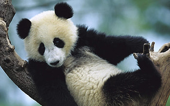 Animals, To Lie Down, Lie, Spotted, Spotty, Branch, Koala HD wallpaper