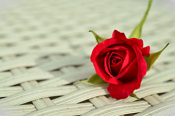 Flowers, Flower, Rose Flower, Rose, Bud, Surface HD wallpaper