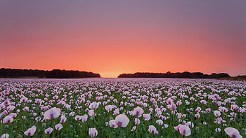 White Poppies, Poppy Flowers HD wallpaper