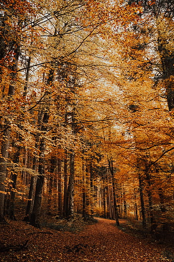 Explore the serene beauty of a forest trail surrounded by vibrant autumn foliage in Schwangau, Germany. HD phone wallpaper