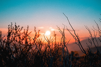 Santa Barbara Sunset, california, sunset, Santa Barbara, landscape, bushes, nature HD wallpaper