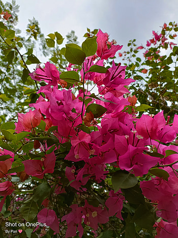Bougainvillea, floral, monsoon HD phone wallpaper