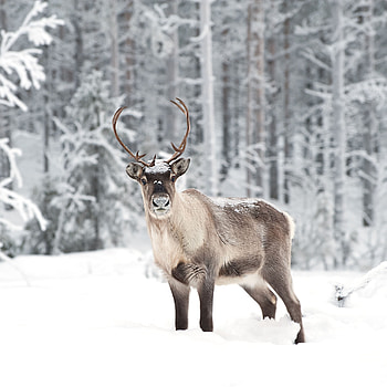 Reindeer , Animal aesthetics, Nature's charm, Visual delight HD phone wallpaper