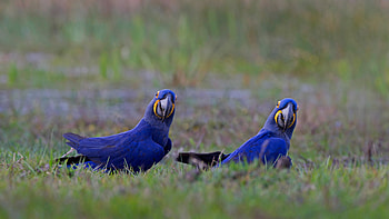 Hyacinth Macaw, animal, macaw, bird, parrot HD wallpaper