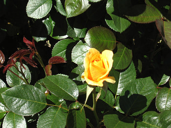 Yellow Rose, Yellow, Green leaves, Garden, Rose HD wallpaper