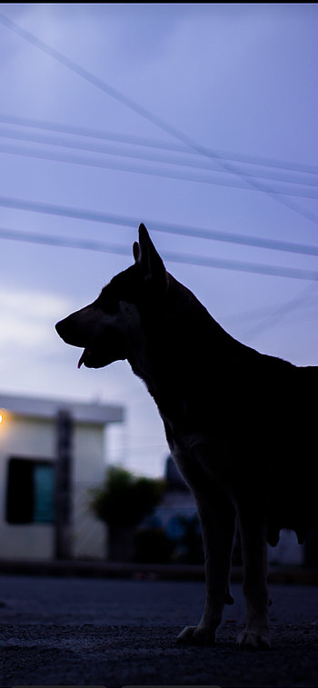Perro, sky, tints_and_shades, mascotas, animals HD phone wallpaper