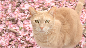 Cat On Pink Flowers, cat, animals, flowers, pink HD wallpaper