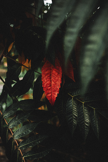 Leaves, Plant, Macro, Branches HD phone wallpaper