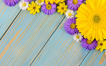 :), summer, blue, purple, wood, yellow, flower, texture, card, vara HD wallpaper