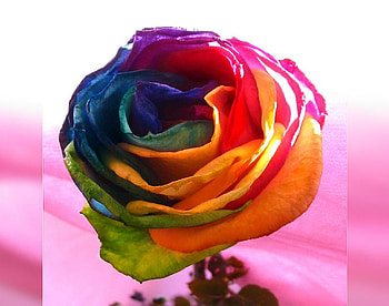 magical rose, plants, buds, soft, beauty, nice, rose, delicate, blossoms, nature, flowers, blooms, lovely HD wallpaper