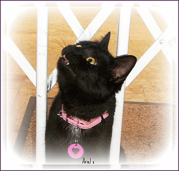 Open the door please!, ariel, cat, black, door HD wallpaper