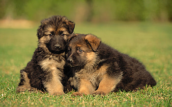 Siblings, German Shepherds HD wallpaper