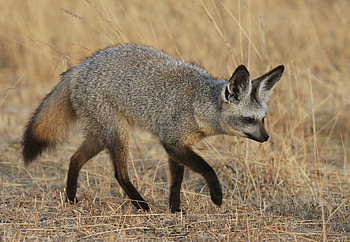 Animals, Fox, Stroll, Big-Eared Fox, Big-Dead Fox HD wallpaper