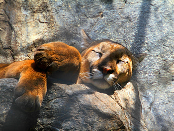 Animals, Stones, Puma, Shadow, Predator, Big Cat, Sleep, Dream, Paws HD wallpaper