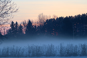 Nature, Trees, Twilight, Bush, Fog, Dusk HD wallpaper