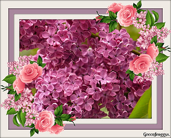 PRETTY LILAC FLOWERS, PRETTY, FLOWERS, , LILAC HD wallpaper