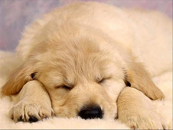 Dreaming..., dog, sweet, golden, cute, wonderful, sleeping, little, puppy, tired, labrador, animals HD wallpaper
