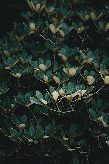 Nature, Leaves, Wood, Tree, Branches HD phone wallpaper