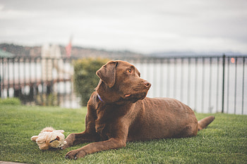 Animals, Lies, Dog, Labrador HD wallpaper
