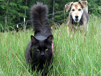 play, dog, meadow, cat, nice HD wallpaper