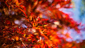 Red Maple Leaves Tree Branches Blur Bokeh Background graphy graphy HD wallpaper