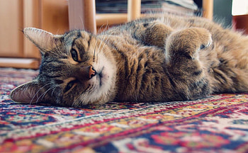 Cat, kitten, sweet, kitty, cats, cute, beautiful, paws, beauty, cat face, pretty, animals, face, lovely, hat HD wallpaper
