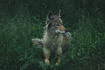 Wolf, sit, grass, calm, predator HD wallpaper