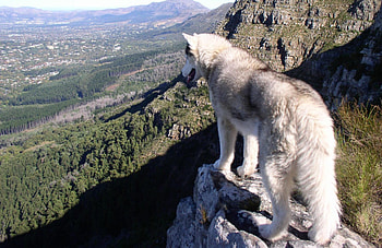 mountain wolf, majestic, grey wolf, wolf, abstract, nature, friendship, canine, arctic HD wallpaper