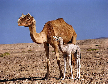 Dinocamels, camels, wierd, abstract, animals, funny, dino HD wallpaper