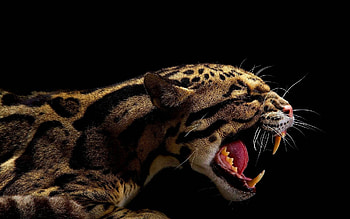 Animals, Leopards HD wallpaper