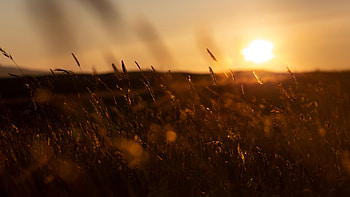 Paddy Field Grass During Sunset Blur Background Nature HD wallpaper