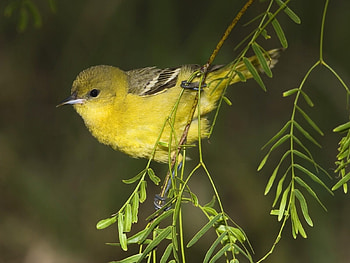 Animals, Birds HD wallpaper