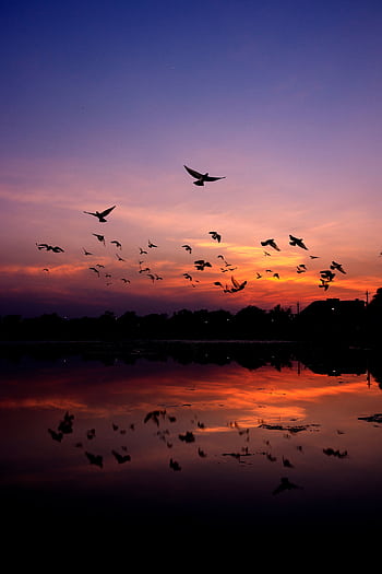 Silhouettes of birds flying over a serene lake at twilight with a colorful, dramatic sky in Chandigarh, India. HD phone wallpaper