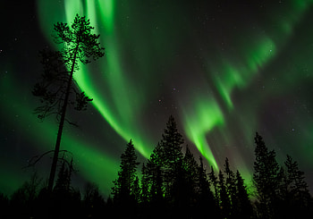 Pine, Dark, Starry Sky, Northern Lights, Aurora Borealis HD wallpaper