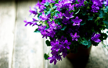 Flowers, Leaves, Bloom, Flowering, Pot, Sharpness HD wallpaper