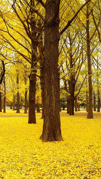 A Yellow, Yellow Forest HD phone wallpaper