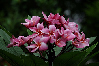 Pink plumeria, Leaves, Branch, Flowering, Petals HD wallpaper
