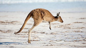 Kangaroo (Animals), Kangaroo , Artistic ry, Nature's charm HD wallpaper