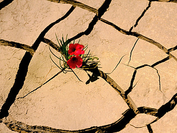 adi, nature, flowers HD wallpaper