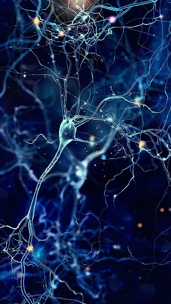 Neurons, Biology HD phone wallpaper