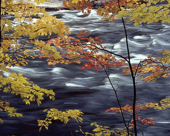 leaf curtain, orange, yellow, stream HD wallpaper