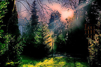 Forest lights, mist, light, trees, grass, pink sky, forest HD wallpaper