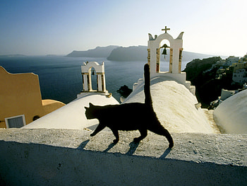 Beautiful View, cats, view, sky, beautiful, sunset HD wallpaper