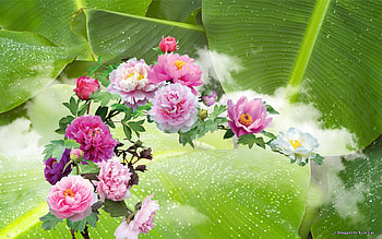 Flowers, colors, pink, green HD wallpaper