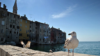 Animals, Sea, Building, Bird, Gull, Seagull HD wallpaper