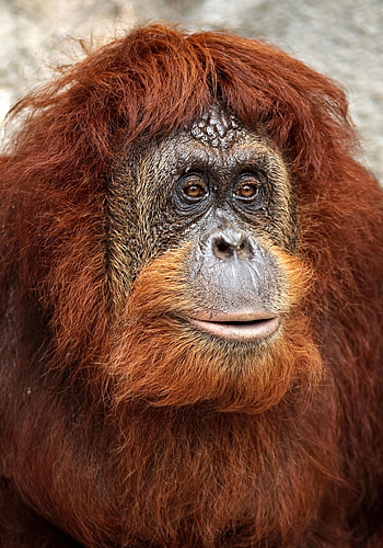 Orangutan by Roberto Adrian, Rare animals, Primates, Breathtaking graphy HD phone wallpaper