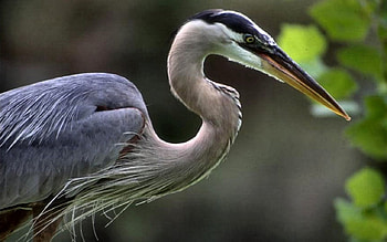 Great Blue Heron, animal, bird, graphy, crane, avian, wide screen, wildlife, heron HD wallpaper