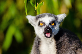 Wild lemur in jungle, Lemur in nature, Animal graphy, Wildlife HD wallpaper